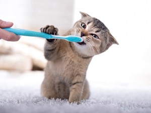 Kedi Bakımı Nasıl Yapılır